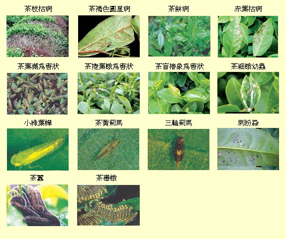 茶樹生育期及主要病蟲害發生情形